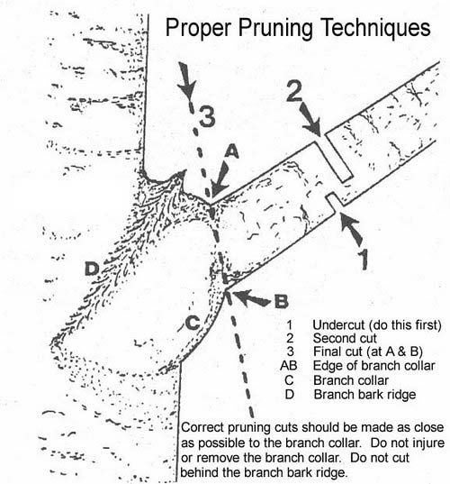 Tree pruning detail