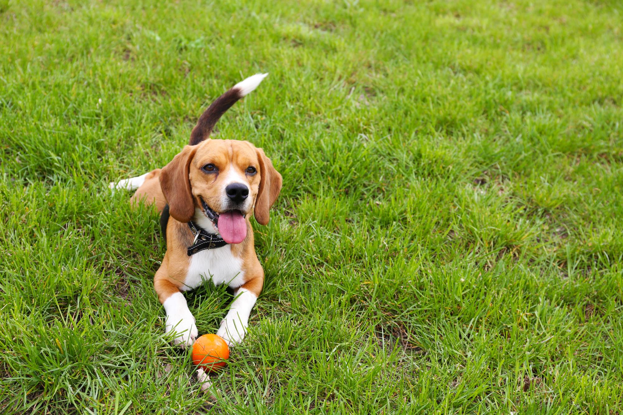 dog playing with ball