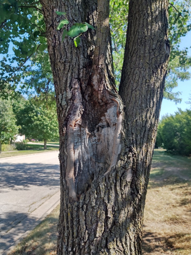 Callery Pear poor condition